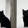 Illustration : La r&eacute;action hilarante d'un chat r&eacute;cemment adopt&eacute; qui d&eacute;couvre la neige apr&egrave;s avoir pass&eacute; toute sa vie au soleil (vid&eacute;o)