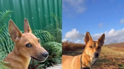 Illustration : Une chienne sauv&eacute;e montre &agrave; quel point elle tient &agrave; ses ma&icirc;tres en les prot&eacute;geant quoi qu&rsquo;il arrive (vid&eacute;o)