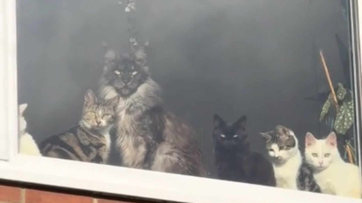 Illustration : "Elle filme l'étonnant comité d'accueil que lui réservent ses chats et révèle le travail colossal qu'implique cette famille féline nombreuse (vidéo)"