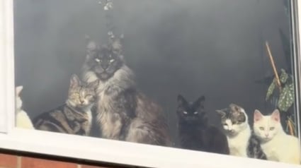 Illustration : Elle filme l'&eacute;tonnant comit&eacute; d'accueil que lui r&eacute;servent ses chats et r&eacute;v&egrave;le le travail colossal qu'implique cette famille f&eacute;line nombreuse (vid&eacute;o)