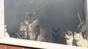 Illustration : Elle filme l'étonnant comité d'accueil que lui réservent ses chats et révèle le travail colossal qu'implique cette famille féline nombreuse (vidéo)