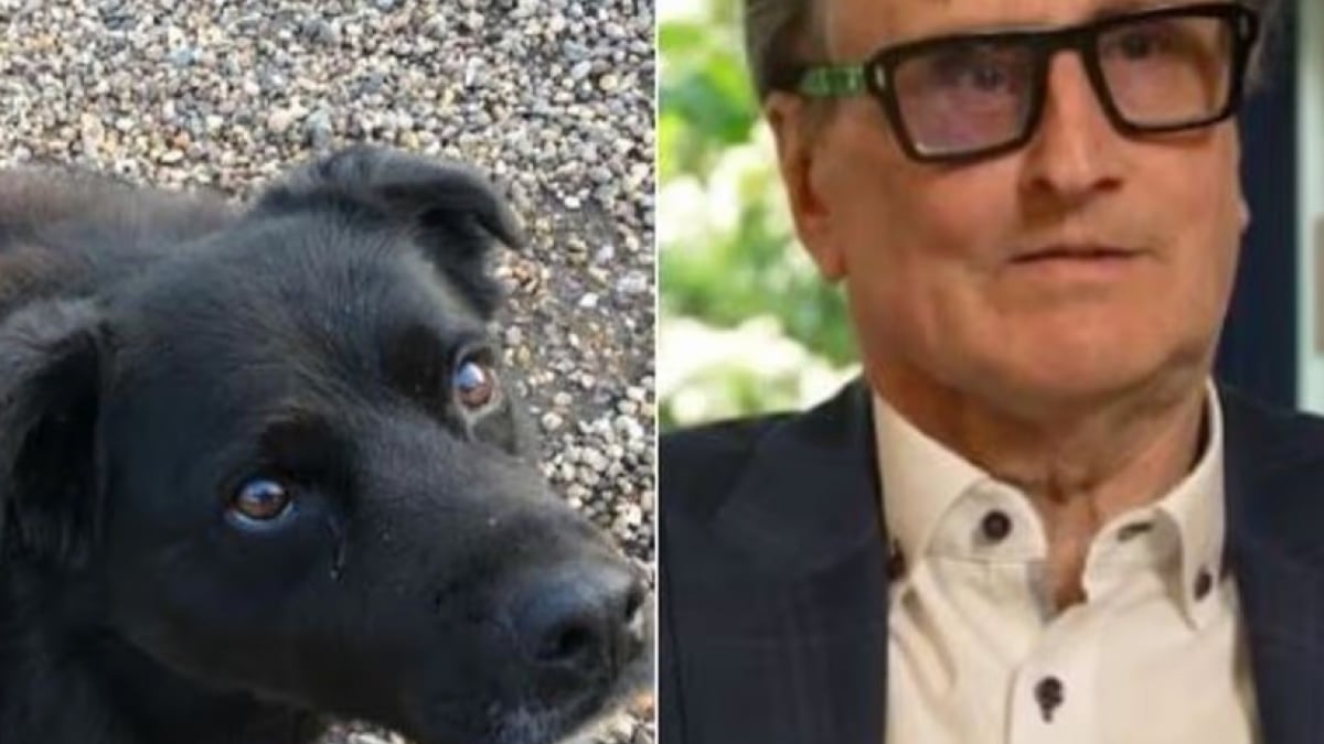 Illustration : "« J’avais déjà compris qu’il s’agissait d’un cancer », un homme remercie son Border Collie sans qui il serait passé à côté d’un grave diagnostic"