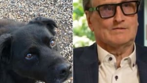 Illustration : « J’avais déjà compris qu’il s’agissait d’un cancer », un homme remercie son Border Collie sans qui il serait passé à côté d’un grave diagnostic