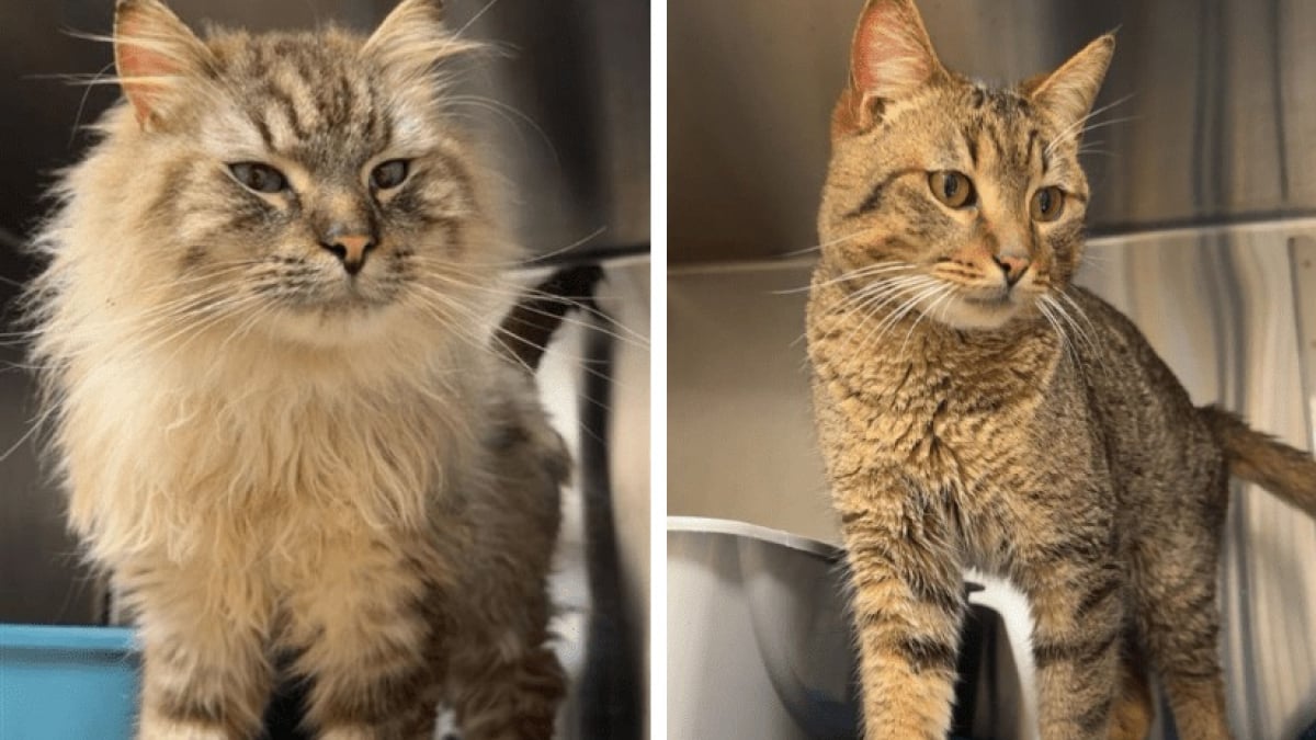 Illustration : "Un organisme de protection animale sauve 17 chats en détresse qui survivaient sous le même toit dans des conditions déplorables"