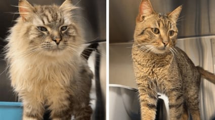 Illustration : Un organisme de protection animale sauve 17 chats en d&eacute;tresse qui survivaient sous le m&ecirc;me toit dans des conditions d&eacute;plorables