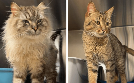 Un organisme de protection animale sauve 17 chats en détresse qui survivaient sous le même toit dans des conditions déplorables