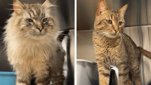 Illustration : Un organisme de protection animale sauve 17 chats en d&eacute;tresse qui survivaient sous le m&ecirc;me toit dans des conditions d&eacute;plorables