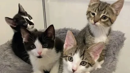 Illustration : &laquo; Une petite guerri&egrave;re &raquo;, n&eacute;e avec une patte courte cette chatonne sauve sa famille prisonni&egrave;re d'une cage rouill&eacute;e dans une arri&egrave;re-boutique