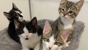 Illustration : « Une petite guerrière », née avec une patte courte cette chatonne sauve sa famille prisonnière d'une cage rouillée dans une arrière-boutique