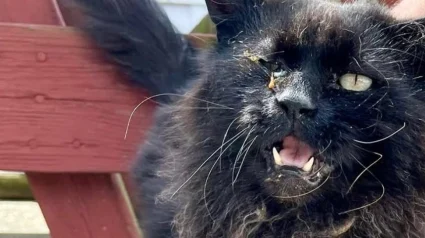 Illustration : Autrefois couvert de n&oelig;uds et d'infections ce chat noir s&eacute;nior d&eacute;voile une magnifique crini&egrave;re apr&egrave;s son sauvetage