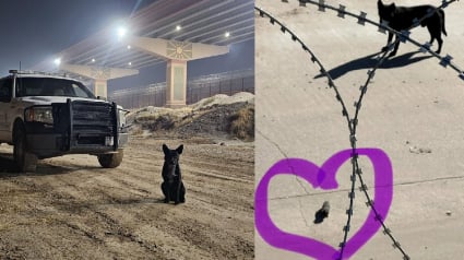 Illustration : Ce courageux chien errant am&egrave;ne un chaton orphelin aux gardes-fronti&egrave;res avant d'&ecirc;tre lui-m&ecirc;me secouru