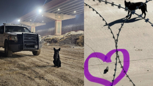 Illustration : Ce courageux chien errant amène un chaton orphelin aux gardes-frontières avant d'être lui-même secouru