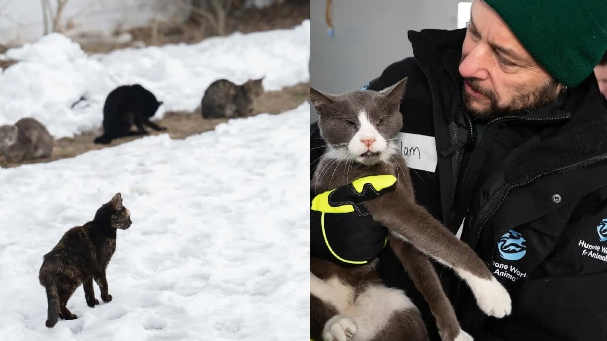 Illustration : "Intervenant sur une propriété, les autorités découvrent et sauvent plus de 100 chats maigres recroquevillés dans la neige"