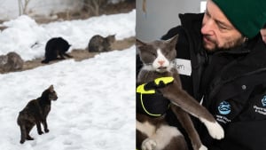 Illustration : Intervenant sur une propri&eacute;t&eacute;, les autorit&eacute;s d&eacute;couvrent et sauvent plus de 100 chats maigres recroquevill&eacute;s dans la neige