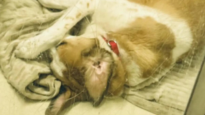 Illustration : Ce chien qui se retrouve au refuge après 5 ans de quiétude se couvre les yeux comme pour éviter d'affronter la dure réalité