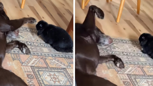 Illustration : Un Labrador profite d’un moment de calme pour caresser son ami le lapin (vidéo)