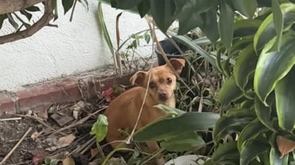 Illustration : Terrifi&eacute;e et cach&eacute;e dans des buissons cette petite chienne perdue retrouve sa famille gr&acirc;ce &agrave; un avis de recherche