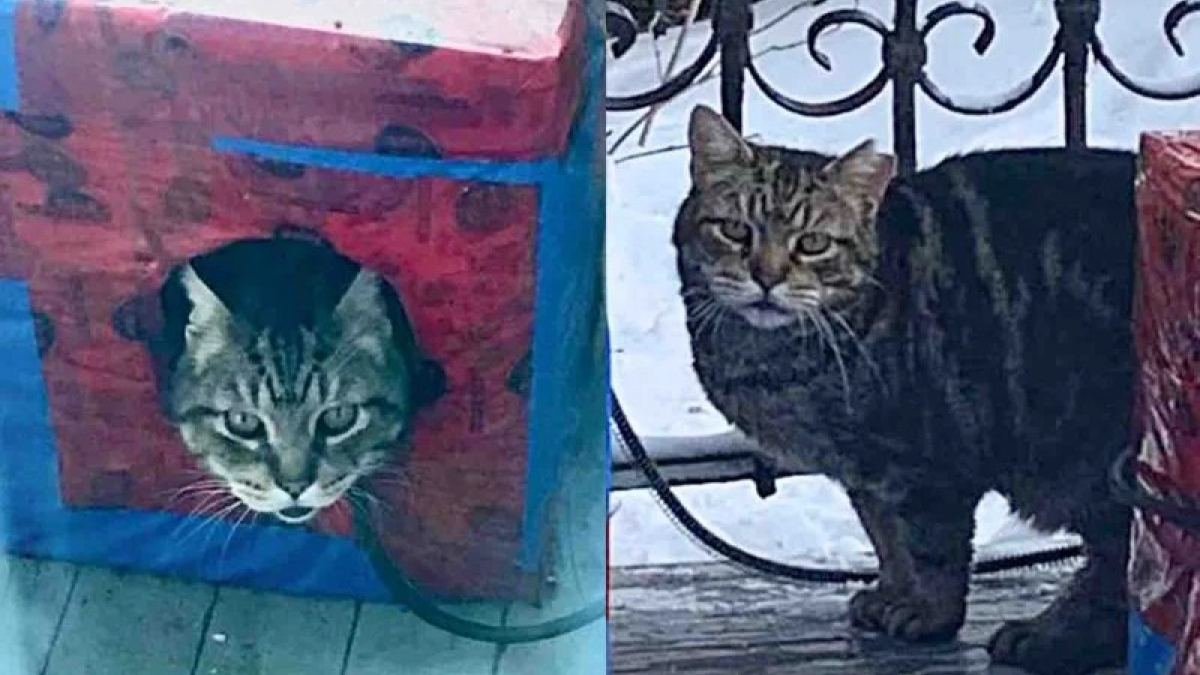 Illustration : "« Il apprend ce que c'est que d'être aimé », un chat découvre le bonheur de la vie à la maison après des années d’errance"