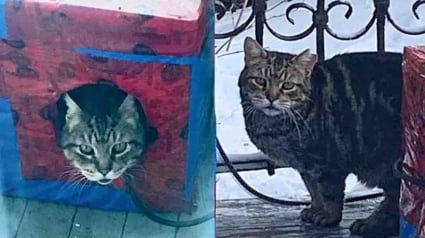 Illustration : &laquo; Il apprend ce que c'est que d'&ecirc;tre aim&eacute; &raquo;, un chat d&eacute;couvre le bonheur de la vie &agrave; la maison apr&egrave;s des ann&eacute;es d&rsquo;errance