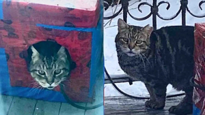 Illustration : « Il apprend ce que c'est que d'être aimé », un chat découvre le bonheur de la vie à la maison après des années d’errance