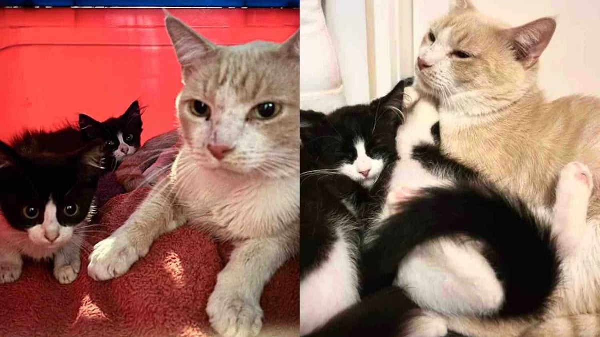 Illustration : "Après avoir recueilli des chatons et un chat, ces bienfaiteurs s’aperçoivent que celui qu’ils prenaient pour la mère était en réalité un mâle"