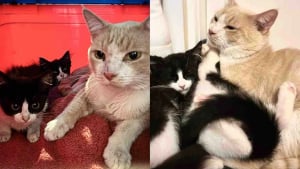 Illustration : Apr&egrave;s avoir recueilli des chatons et un chat, ces bienfaiteurs s&rsquo;aper&ccedil;oivent que celui qu&rsquo;ils prenaient pour la m&egrave;re &eacute;tait en r&eacute;alit&eacute; un m&acirc;le