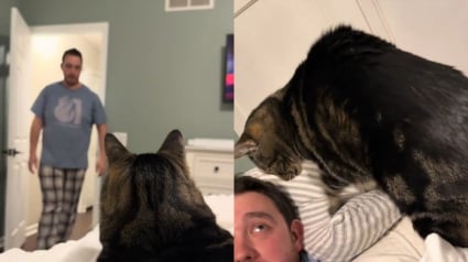 Illustration : Ce chat n'a pas l'intention de partager sa ma&icirc;tresse ni son lit avec son &laquo; humain de rechange &raquo; et le lui fait bien savoir (vid&eacute;o)