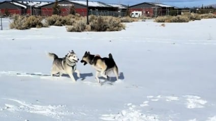 Illustration : &laquo; Je n'en croyais pas mes yeux &raquo;, ce Husky qui r&eacute;agissait mal aux autres chiens retrouve la joie de vivre gr&acirc;ce &agrave; sa nouvelle soeur