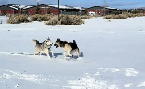 « Je n'en croyais pas mes yeux », ce Husky qui réagissait mal aux autres chiens retrouve la joie de vivre grâce à sa nouvelle soeur
