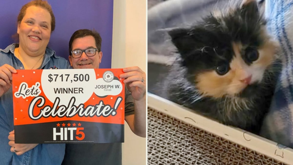 Illustration : "La chance sourit à un facteur le jour où il sauve un adorable chaton et remporte le gros lot aux jeux"