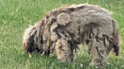 Illustration : Apr&egrave;s 8 mois de recherches intensives, des sauveteurs parviennent &agrave; sauver un chien abandonn&eacute; gr&acirc;ce &agrave; un produit tranquillisant