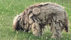 Illustration : Apr&egrave;s 8 mois de recherches intensives, des sauveteurs parviennent &agrave; sauver un chien abandonn&eacute; gr&acirc;ce &agrave; un produit tranquillisant