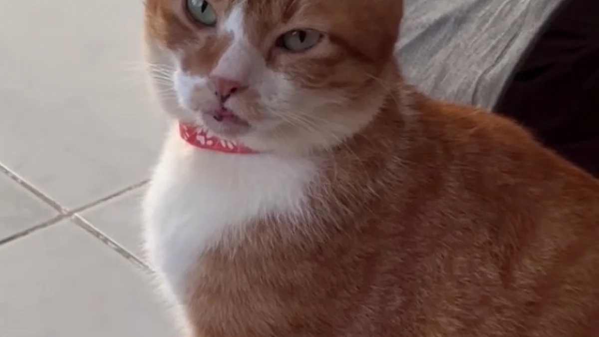 Illustration : "Nourri pendant des semaines avec de la nourriture molle, ce chat atteint d’une maladie immunitaire handicapante parvient à surmonter sa douleur"