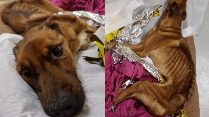 Illustration : &laquo; Rien n'est gagn&eacute; mais il se bat &raquo;, un appel &agrave; t&eacute;moins lanc&eacute; au sujet d'un chien squelettique qui s'accroche courageusement &agrave; la vie