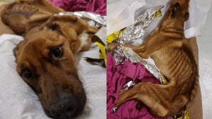 Illustration : &laquo; Rien n'est gagn&eacute; mais il se bat &raquo;, un appel &agrave; t&eacute;moins lanc&eacute; au sujet d'un chien squelettique qui s'accroche courageusement &agrave; la vie