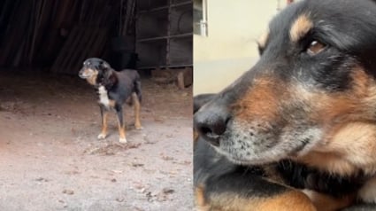 Illustration : 2 ans apr&egrave;s avoir perdu son ma&icirc;tre, ce chien attend encore &agrave; la ferme mais se d&eacute;cide enfin &agrave; rejoindre sa nouvelle maison