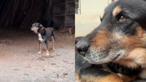Illustration : 2 ans après avoir perdu son maître, ce chien attend encore à la ferme mais se décide enfin à rejoindre sa nouvelle maison