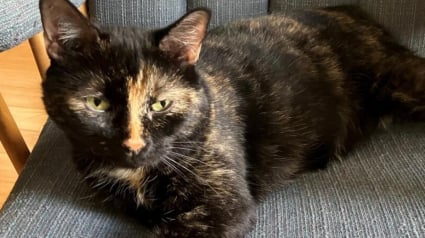 Illustration : Alors qu'ils envisagent de retirer les avis de recherche, leur chatte introuvable depuis 120 jours refait surface