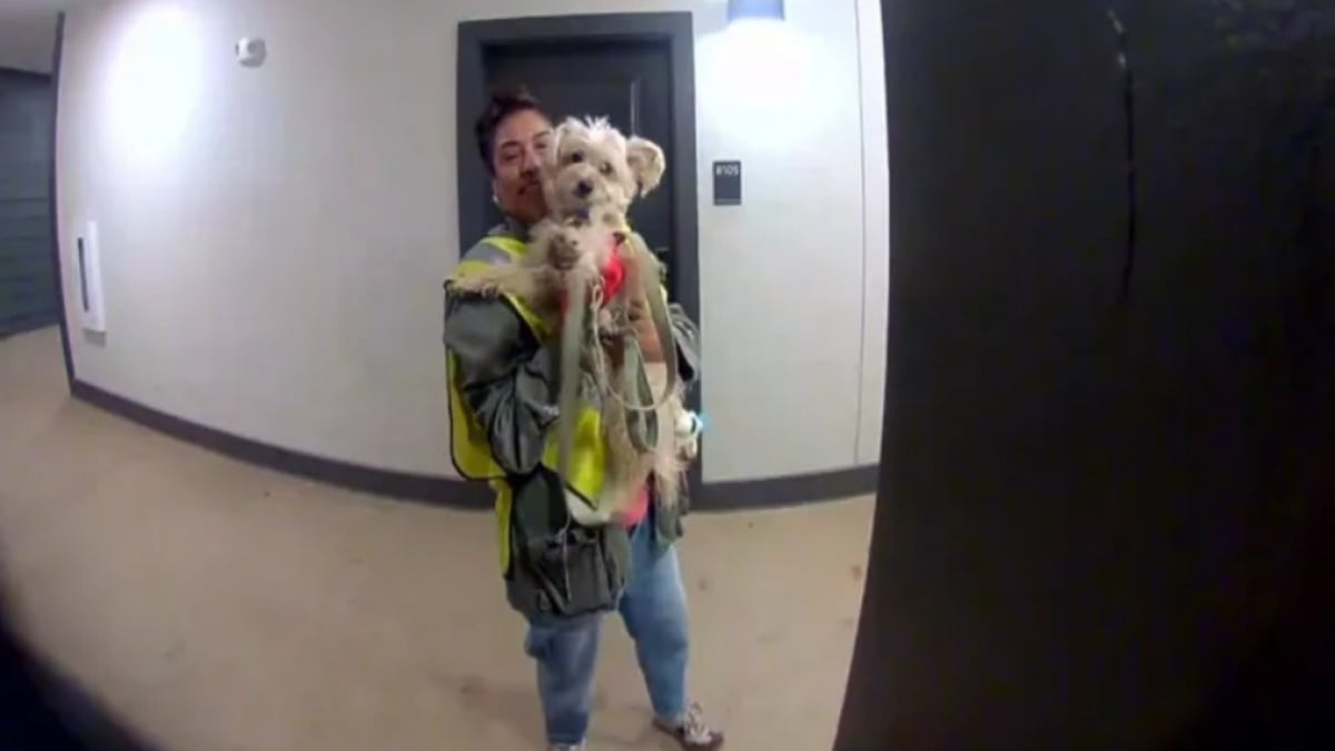 Illustration : "« Pour votre chien », une femme offre un gilet fluorescent au chien de la dame qui collecte ses ordures avec son protégé"