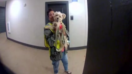 Illustration : &laquo; Pour votre chien &raquo;, une femme offre un gilet fluorescent au chien de la dame qui collecte ses ordures avec son prot&eacute;g&eacute;