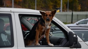 Illustration : Face aux risques m&eacute;connus en voiture, Tavo Pets lance une campagne pour prot&eacute;ger nos chiens et chats autant que nos enfants