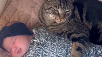 Illustration : &laquo; C&rsquo;est son b&eacute;b&eacute; maintenant &raquo;, un chat brave l&rsquo;interdit pour retrouver sa nouvelle petite s&oelig;ur humaine dans son berceau