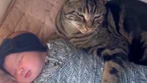 Illustration : « C’est son bébé maintenant », un chat brave l’interdit pour retrouver sa nouvelle petite sœur humaine dans son berceau