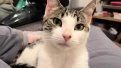 Illustration : Ils pensaient avoir sauv&eacute; une chatte infest&eacute;e de vers&hellip; ils d&eacute;couvrent qu&rsquo;elle attend des petits (vid&eacute;o)