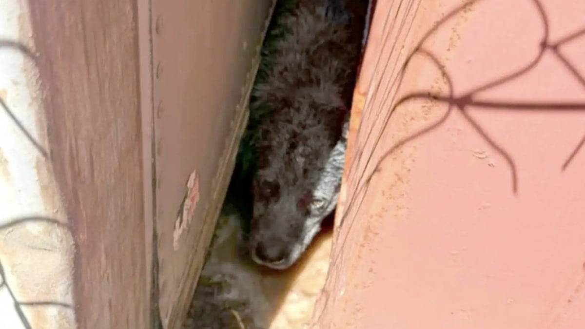 Illustration : "« Nous étions tellement heureux », des sauveteurs portent secours à un chien coincé entre deux conteneurs en acier"