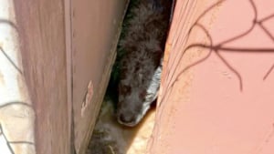 Illustration : &laquo; Nous &eacute;tions tellement heureux &raquo;, des sauveteurs portent secours &agrave; un chien coinc&eacute; entre deux conteneurs en acier