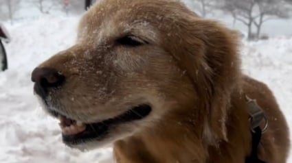 Illustration : Elle filme le moment poignant o&ugrave; sa chienne s&eacute;niore ferme les yeux pour mieux profiter de sa derni&egrave;re balade sous la neige (vid&eacute;o)