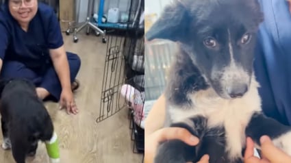 Illustration : &laquo; Nous sommes l&agrave; pour toi, Sunday &raquo;, apr&egrave;s avoir &eacute;t&eacute; renvers&eacute; par une voiture, un chiot r&eacute;silient gu&eacute;rit peu &agrave; peu