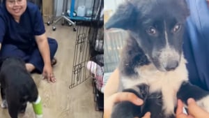 Illustration : « Nous sommes là pour toi, Sunday », après avoir été renversé par une voiture, un chiot résilient guérit peu à peu