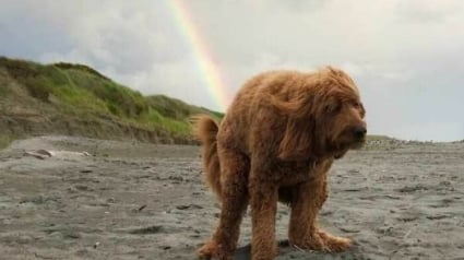 Illustration : 12 photos amusantes qui prouvent que chiens et chats sont les rois des pitreries